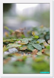 IMG_5349 * 529 x 800 * (213KB)