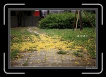 IMG_3488-P * 892 x 608 * (244KB)