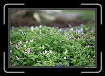 IMG_3961 * 892 x 608 * (240KB)
