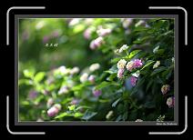 IMG_4565-P * 892 x 608 * (241KB)