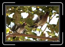 IMG_4630-P * 892 x 608 * (244KB)