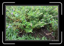 IMG_0897 * 892 x 608 * (249KB)
