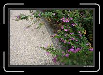 IMG_0901 * 892 x 608 * (238KB)