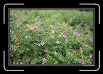 IMG_0902 * 892 x 608 * (239KB)