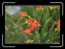 IMG_8929 * 850 x 608 * (199KB)
