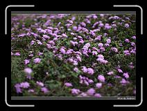 IMG_8967 * 850 x 608 * (244KB)