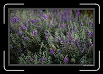 IMG_9427 * 892 x 608 * (247KB)