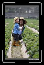 IMG_0003 * 566 x 910 * (225KB)