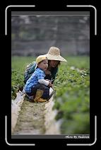 IMG_0010 * 566 x 910 * (245KB)