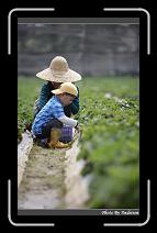 IMG_0012 * 566 x 910 * (247KB)