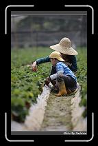 IMG_0014 * 566 x 910 * (235KB)