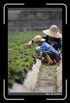 IMG_0015 * 566 x 910 * (233KB)