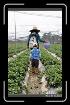IMG_9771 * 566 x 910 * (239KB)