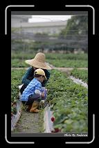 IMG_9837 * 566 x 910 * (229KB)