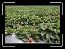 IMG_9995 * 850 x 608 * (246KB)