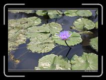IMG_1187 * 850 x 608 * (249KB)