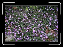 IMG_1437 * 850 x 608 * (246KB)