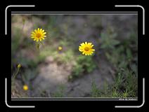 IMG_2696 * 850 x 608 * (233KB)