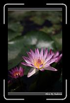 IMG_2703 * 566 x 910 * (223KB)