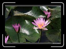 IMG_2708 * 850 x 608 * (229KB)