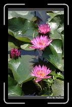IMG_2712 * 566 x 910 * (237KB)