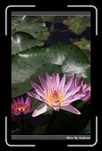 IMG_2714 * 566 x 910 * (231KB)