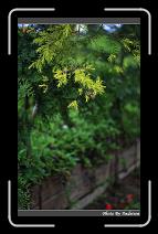 IMG_3355 * 566 x 910 * (247KB)
