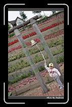 IMG_3361 * 566 x 910 * (245KB)