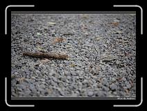 IMG_3443 * 850 x 608 * (230KB)