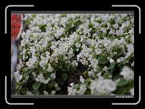 IMG_3448 * 850 x 608 * (235KB)