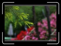 IMG_3473 * 850 x 608 * (223KB)