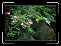 IMG_3606 * 850 x 608 * (239KB)