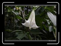 IMG_4657 * 850 x 608 * (204KB)