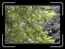 IMG_4699 * 850 x 608 * (246KB)