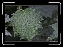 IMG_4723 * 850 x 608 * (247KB)