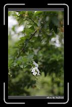 IMG_7032 * 566 x 910 * (212KB)