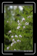 IMG_7033 * 566 x 910 * (205KB)