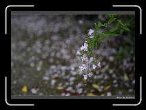 IMG_7707 * 850 x 608 * (210KB)