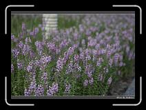 IMG_8379 * 850 x 608 * (235KB)