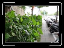 IMG_8840 * 850 x 608 * (244KB)