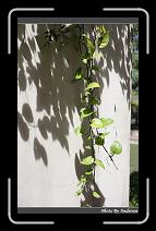 IMG_9014 * 566 x 910 * (246KB)