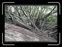 IMG_9853 * 850 x 608 * (249KB)