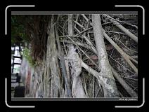 IMG_9875 * 850 x 608 * (245KB)