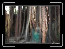 IMG_9902 * 850 x 608 * (239KB)