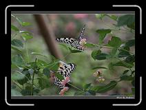 IMG_0910 * 850 x 608 * (244KB)