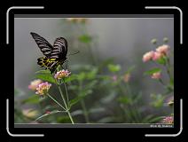 IMG_0914 * 850 x 608 * (207KB)
