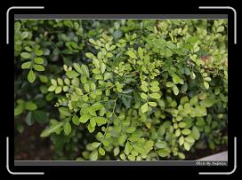 IMG_1578 * 850 x 608 * (234KB)