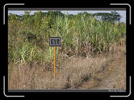 IMG_2339 * 850 x 608 * (246KB)