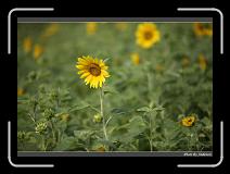 IMG_2552 * 850 x 608 * (228KB)