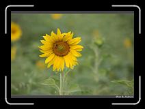 IMG_2561 * 850 x 608 * (204KB)